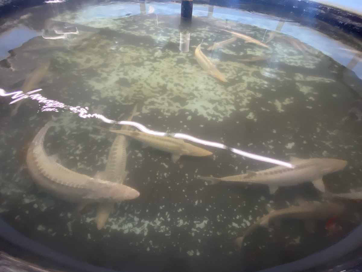 LCut14's tweet photo. Soooo many Pallid Sturgeon. The largest repository of them in the world 🤯 https://t.co/iL0oKvFMZO