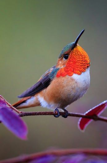 "Hummingbirds that defend territories of many flowers remember which flowers they have recently emptied."