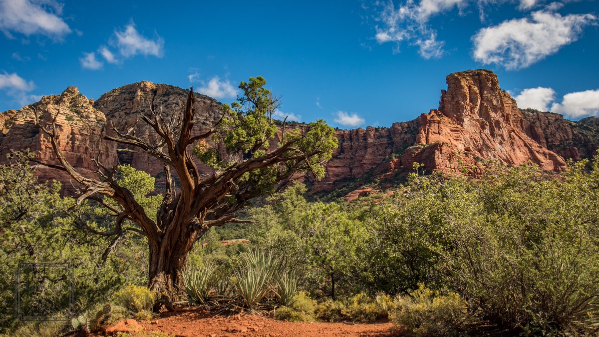 FentonPhoto's tweet photo. Beautiful tree at the base of Bell Rock and Courthouse Rock, Sedona, Arizona. #BellRock #CourthouseRock #Sendoa #Arizona #tree #nature #landscape #RedRocks #bluesky #clouds @SedonaAZ @traveluniverse @EscapeDreams1 https://t.co/AOdaFvft6i