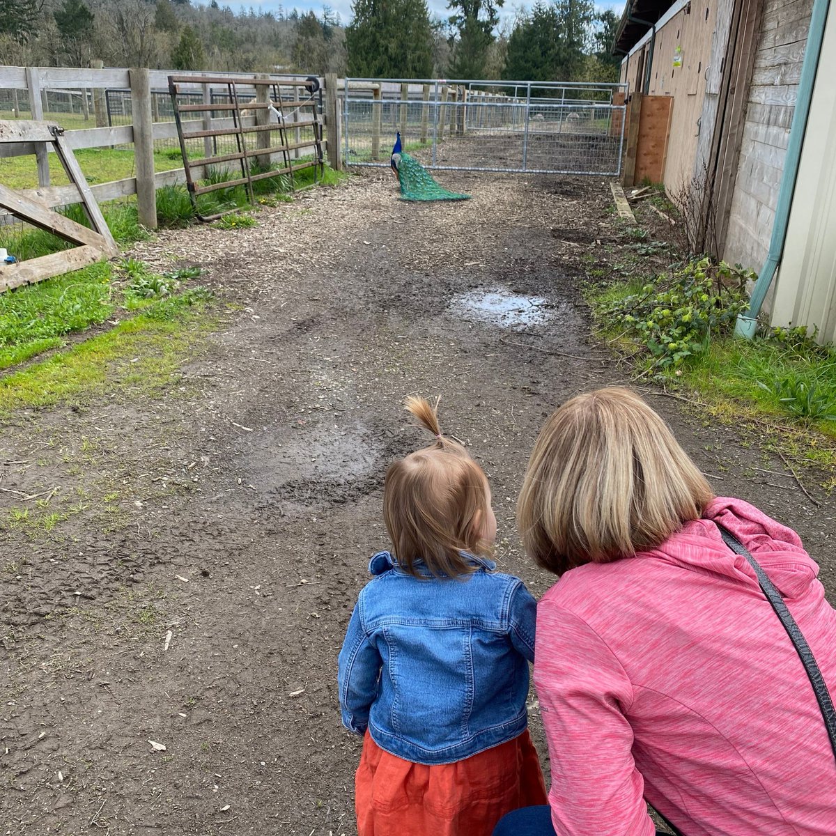 Oregon_Choice's tweet photo. Happy Earth Day! We celebrated by spending the morning at Triskelee Farms in West Linn. The drive out there is absolutely stunning with beautiful farmland properties! Thanks for having us out @triskeleefarm
#EarthDay #NeighborhoodSpotlight #Wheretolive  #OregonChoiceGroup https://t.co/atHpPrP4XG