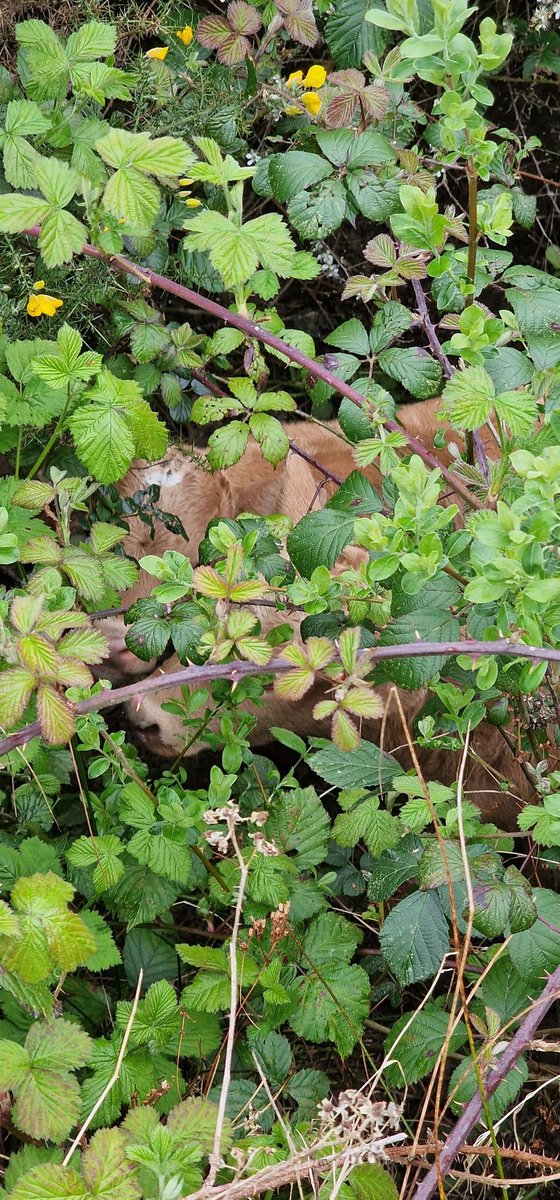 Came back from a studio rehearsal to find two calves missing. Both were quickly reunited with mother. #hideandseek #farmerslife #nocalveswereharmed #mediacareer