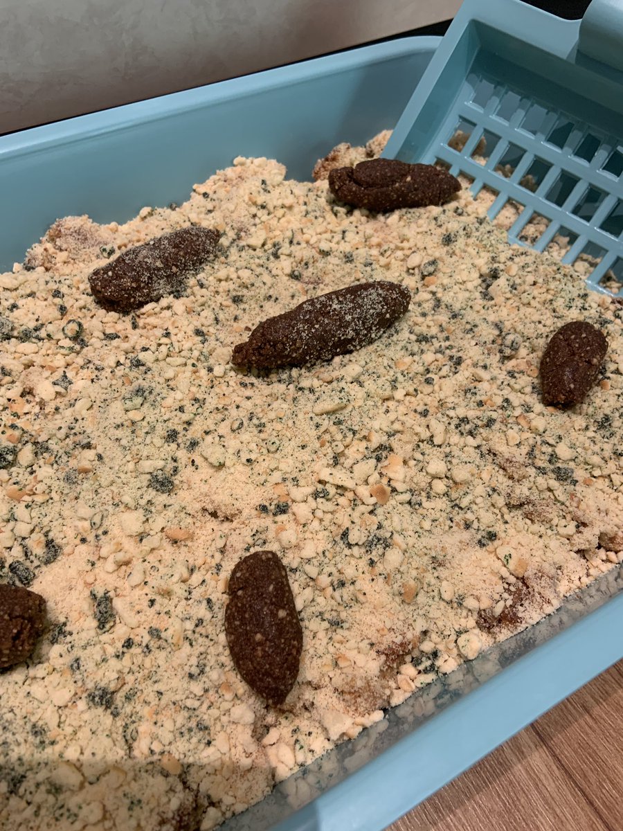 Alex Amazing on Twitter "Made this litter box cake for my cat’s