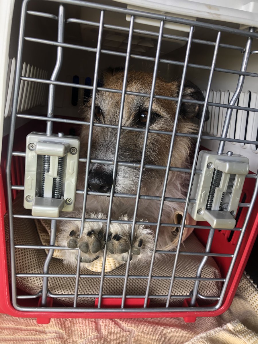 tk7575erh's tweet photo. ここから出せって🐶
#ジャックラッセルテリア 
#Uggie https://t.co/kuGxVRbQ5N