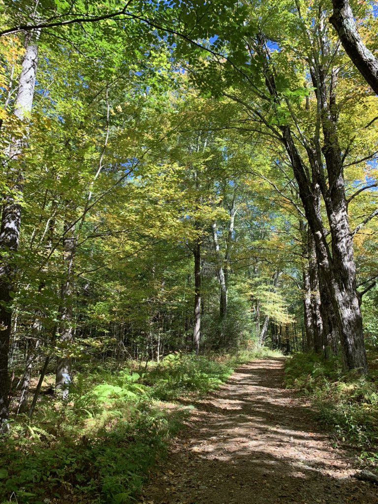 davidsaulacosta's tweet photo. Worth protecting. 🍃#EarthDay #HarvardForest https://t.co/Qn8Kyoh9D0