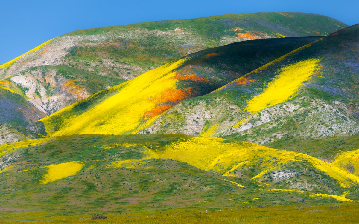 wxmann's tweet photo. Here are some photos of the Superbloom this year in California. Happy Earth Day! 
w/ @PezmanWx https://t.co/wbVa0Ho5fu