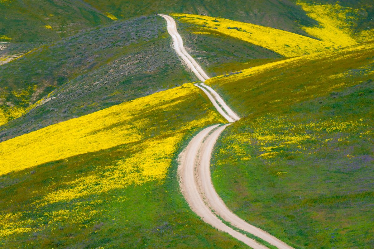 wxmann's tweet photo. Here are some photos of the Superbloom this year in California. Happy Earth Day! 
w/ @PezmanWx https://t.co/wbVa0Ho5fu