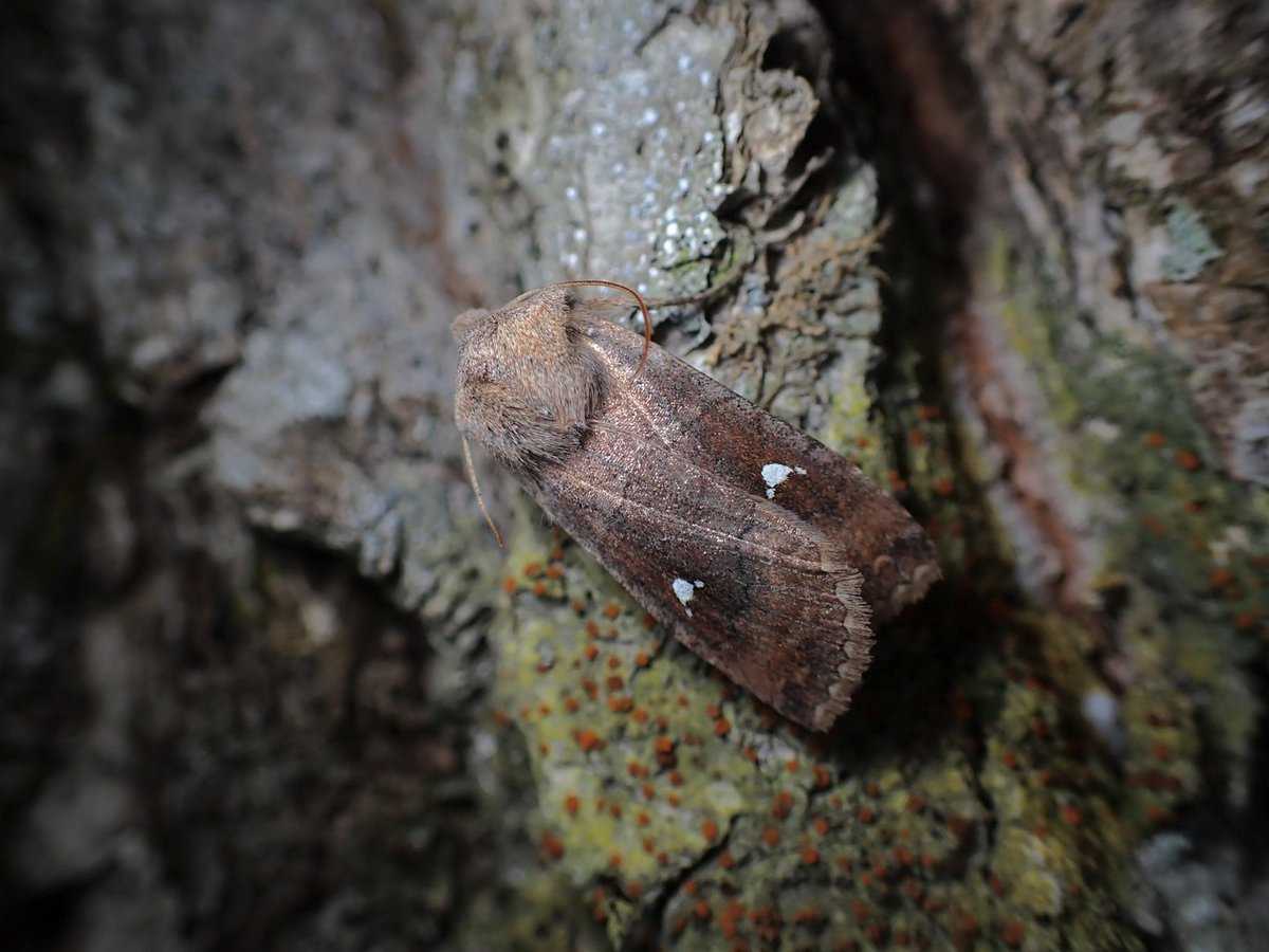 bear_moth_'s tweet photo. 二晩とも気温7℃、風速7m/sとかで無事ヒダミツにボコボコにされて終了。定説の通り、数少ない好条件の日に出撃してかつ適切な場所に撒いてようやく土俵に立てる蛾なのかな。またいつか https://t.co/p5W2JesVcU