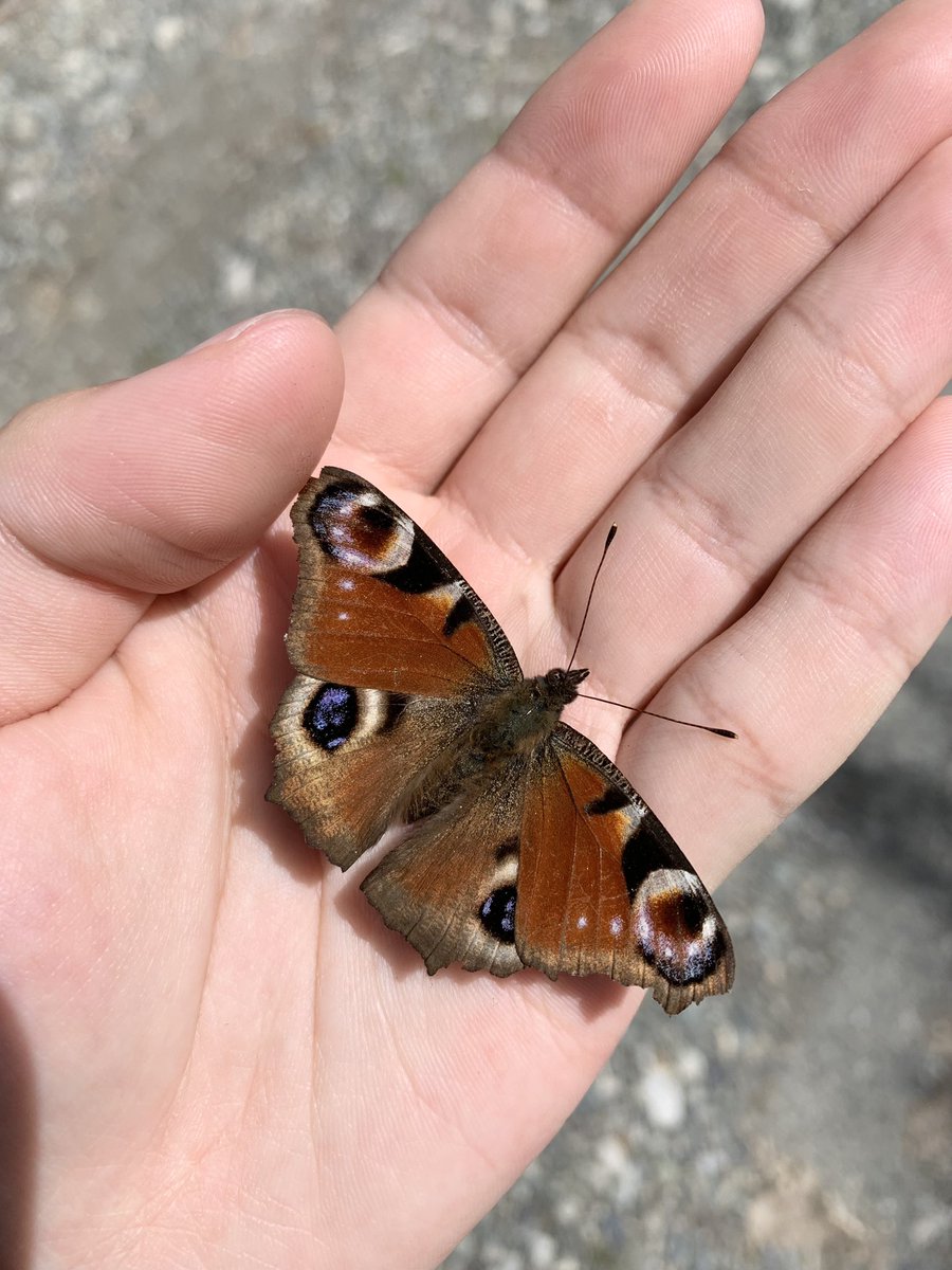 bear_moth_'s tweet photo. 二晩とも気温7℃、風速7m/sとかで無事ヒダミツにボコボコにされて終了。定説の通り、数少ない好条件の日に出撃してかつ適切な場所に撒いてようやく土俵に立てる蛾なのかな。またいつか https://t.co/p5W2JesVcU