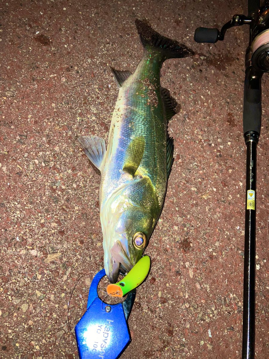 lureman_ryusei's tweet photo. 昨日の釣果ですが、
午前中はバス釣りに行くもhitはギルちゃんのみ
午後からはチニング・シーバスで激シブ展開💦
#rvbug
#ima
#komomo2
#hapyson https://t.co/HCZee44dA3
