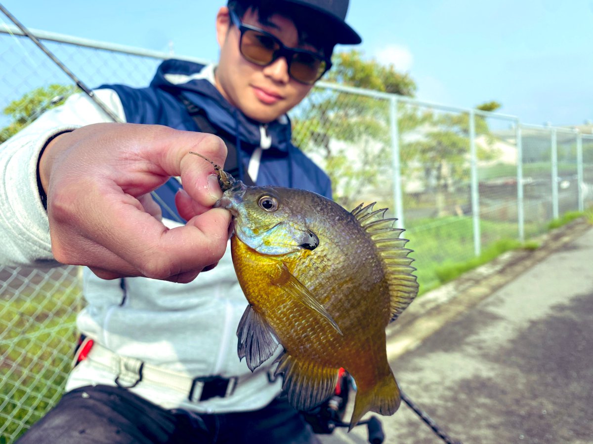 lureman_ryusei's tweet photo. 昨日の釣果ですが、
午前中はバス釣りに行くもhitはギルちゃんのみ
午後からはチニング・シーバスで激シブ展開💦
#rvbug
#ima
#komomo2
#hapyson https://t.co/HCZee44dA3