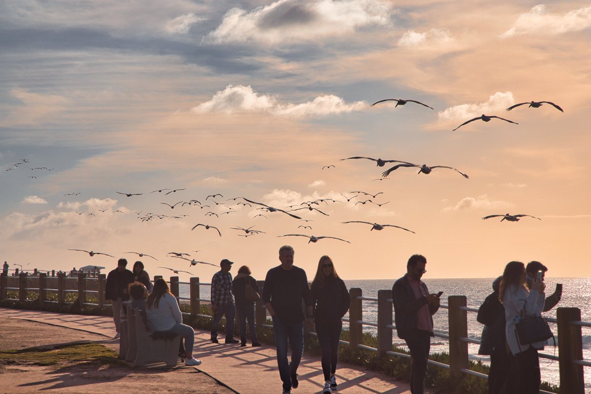 FieldScientist's tweet image. San Diego's La Jolla is filled with wildlife. You will be amazed at the large wild birds. It's like Jurassic Jurassic Park.
#EOSR5 #Rf24105 #Canon #SanDiego #birds #USA  #photography