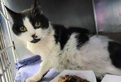 DubJH1009's tweet photo. https://t.co/NBBS4hFJ56 #HelpNeededASAP #Critical #Mayday #SOS #Desperate #PleaseSaveNow #nyc #cats https://t.co/8P8m8Aul9I