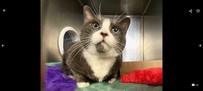 DubJH1009's tweet photo. https://t.co/b3UIpQTtxk #HelpNeededASAP #Critical #Mayday #SOS #Desperate #PleaseSaveNow #nyc #cats https://t.co/srqG2epx9S