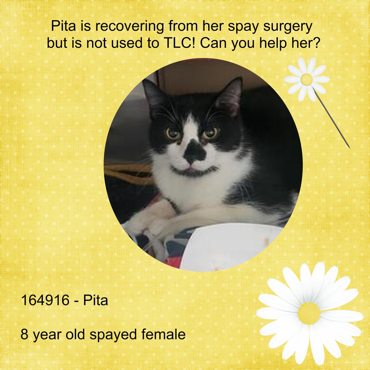 DubJH1009's tweet photo. https://t.co/NH0IOZzQnQ  #HelpNeededASAP #Critical #Mayday #SOS #Desperate #PleaseSaveNow #nyc #cats https://t.co/ddl1U9v5j1