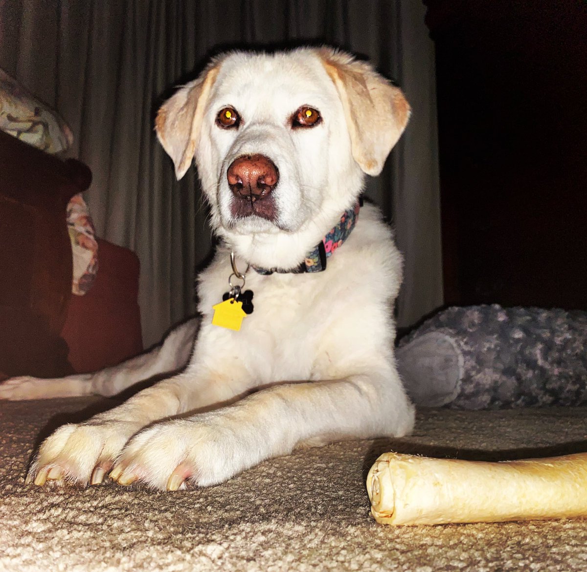 Lindsay Hammill tweet media