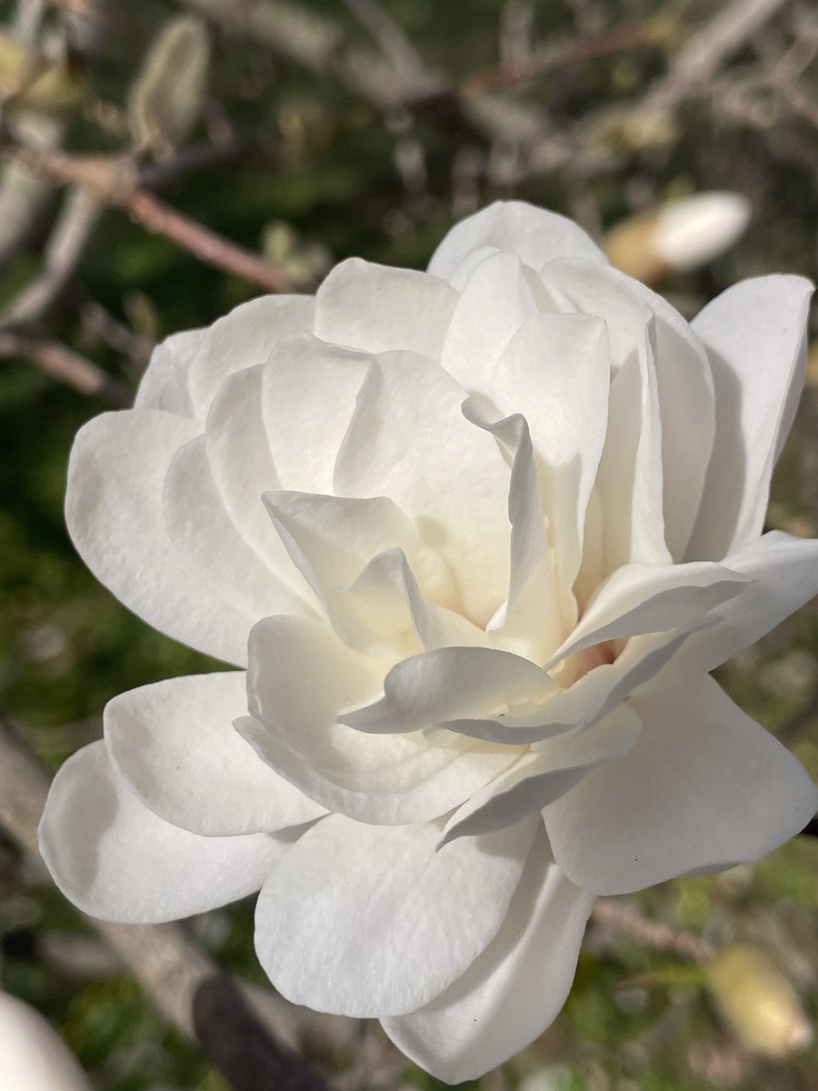 kvell103's tweet photo. @RBGCanada cherry blossoms and magnolias, oh my! https://t.co/C8JeHyNt3N