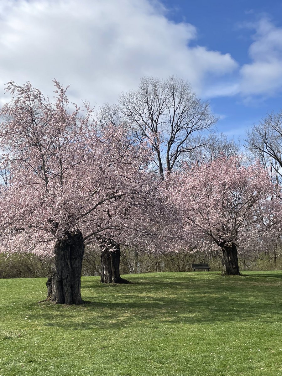 kvell103's tweet photo. @RBGCanada cherry blossoms and magnolias, oh my! https://t.co/C8JeHyNt3N