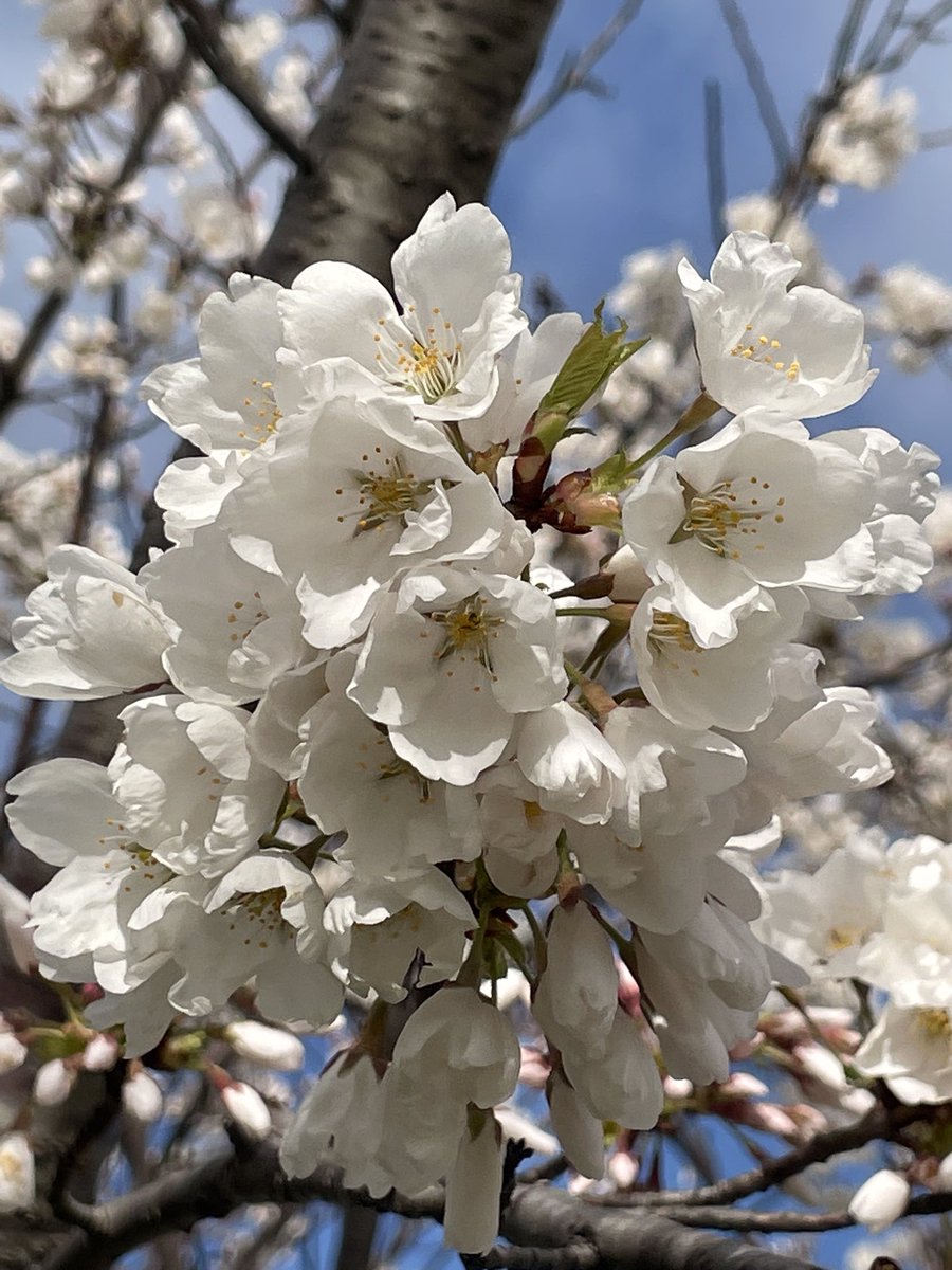 kvell103's tweet photo. @RBGCanada cherry blossoms and magnolias, oh my! https://t.co/C8JeHyNt3N
