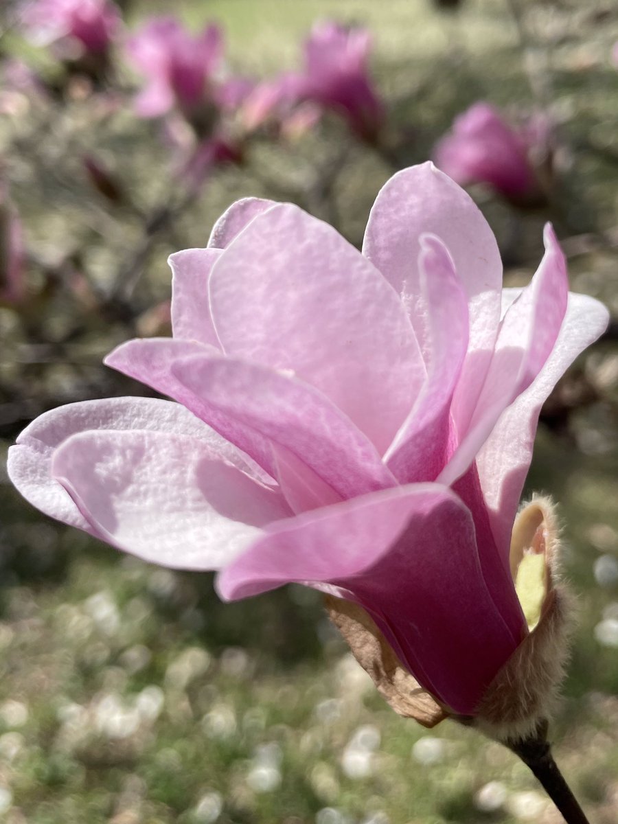 kvell103's tweet photo. @RBGCanada cherry blossoms and magnolias, oh my! https://t.co/C8JeHyNt3N