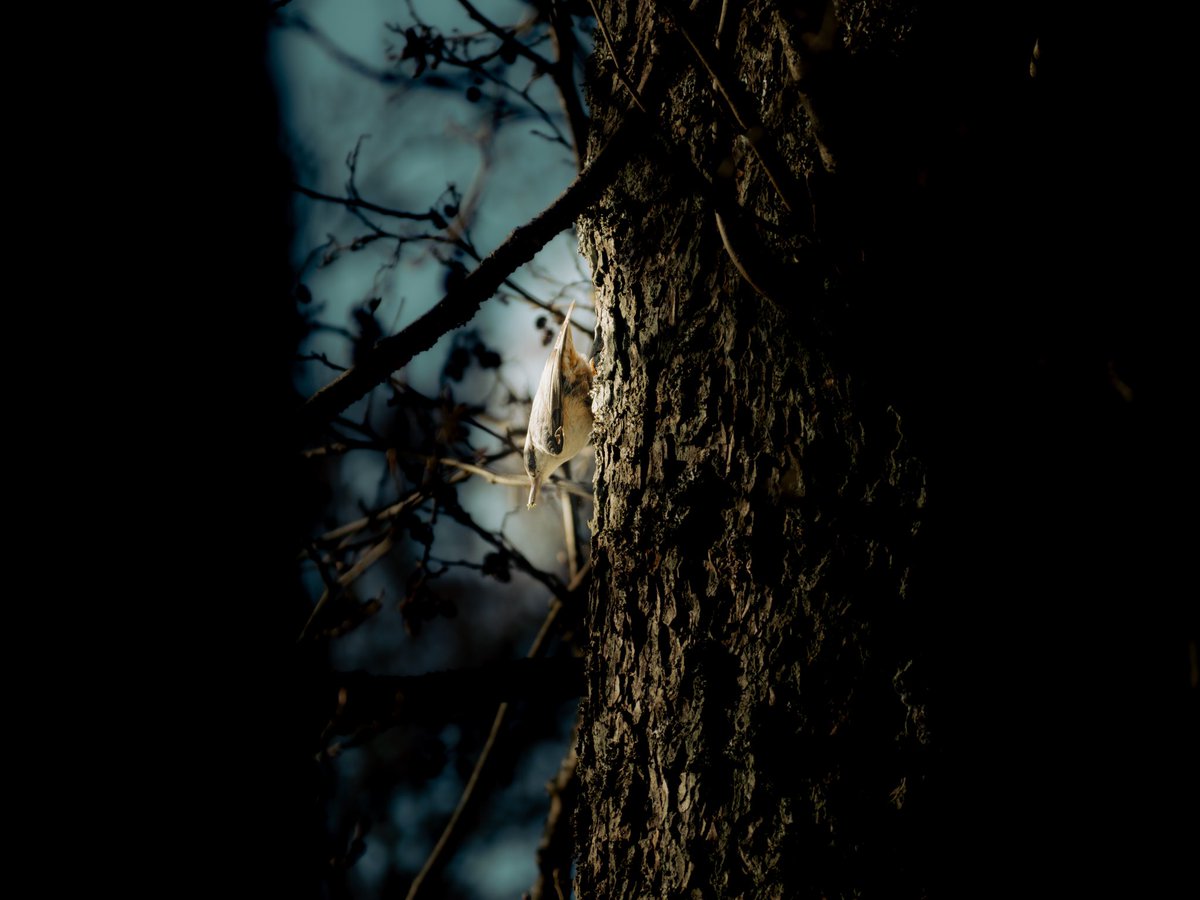 MarkusLundmark1's tweet photo. Birdie nam nam!

#birdphotography https://t.co/hw15DaoUoJ