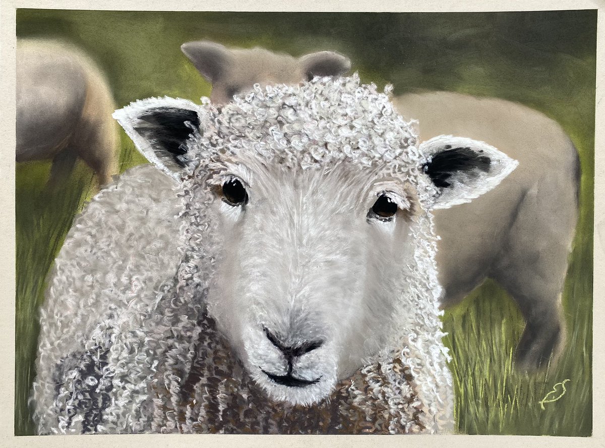 art_ellie's tweet photo. Hereβs looking at ewe!!
#FarmLife #sheep #PASTEL #FarmingForum #ewe #artist https://t.co/xtgzsuo40N