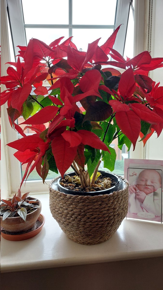 It's been like this since the beginning of November...starting to be a bit fed up with the red leaves now!! 😅😅
#poinsettia #flowers #indoorplants