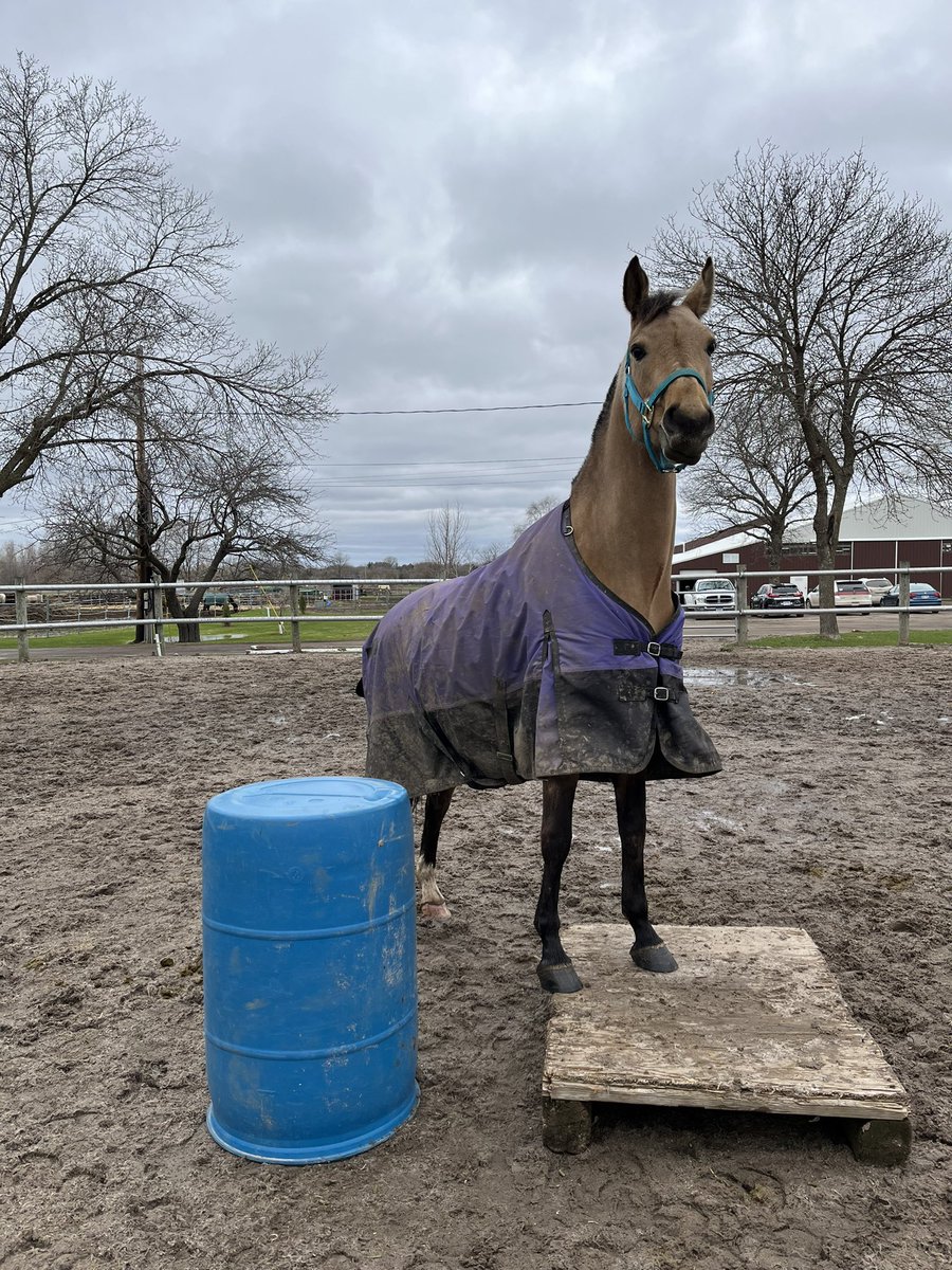 bess_clement's tweet photo. Queen of being muddy https://t.co/lu6zVYwGgZ