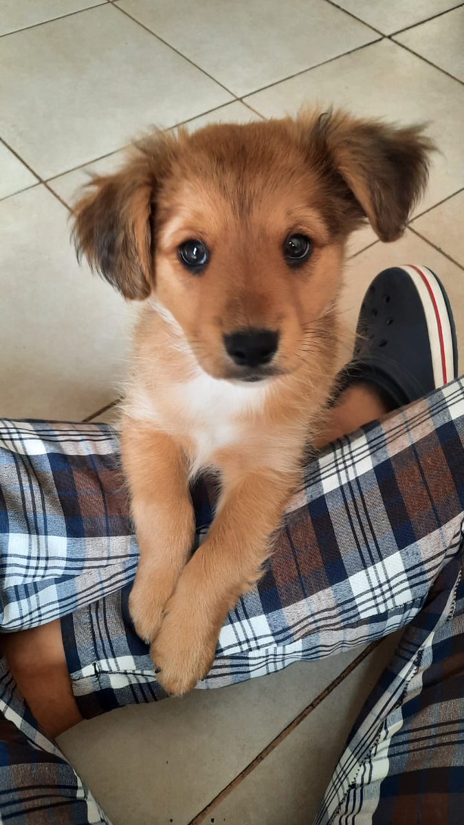 🤎NOLAN🤎
Le gusta mucho estar acompañado, duerme bastante, te sigue a todos lados🥰
También de noche quiere dormir con vos antes de pasarlo a su camita.
Le das una oportunidad? ✨