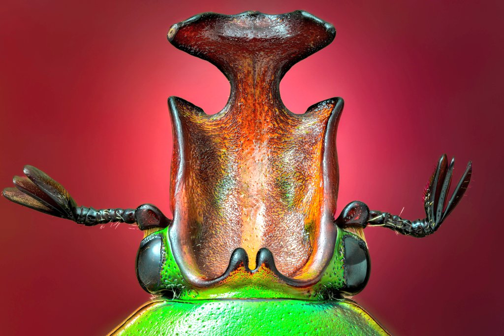 entofito's tweet photo. Cetonid beetle ✌️
#Amazing #entomology #insect https://t.co/VBcLuGth7K