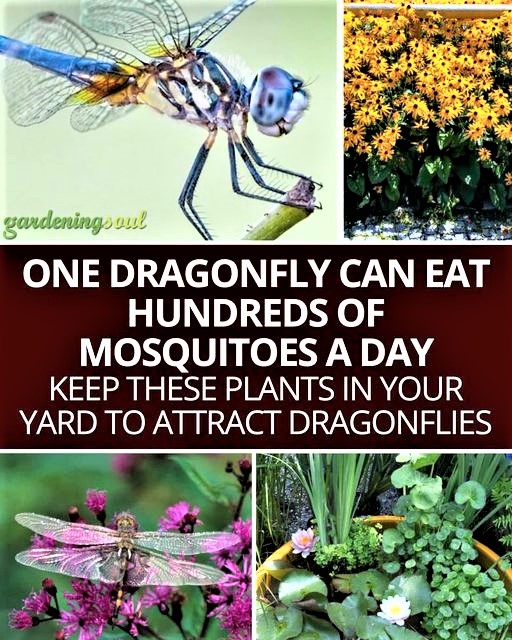 Greenisamissio1's tweet image. Night thoughts  
Nature often provides solutions, and we can do without chemical cudgels. As always, it is up to us how we use nature to our advantage without harming nature. 💚🌱🌿🌳🌲☘️🍀💚

Web fund 🌳💚