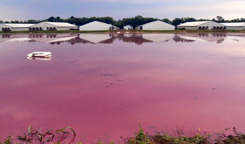 LexyBanx's tweet photo. Meat Giant Smithfield Fined $473 Million for Poisoning.... #pork #organic #foodabletop25 https://t.co/TsSsbZJZG4 https://t.co/QO07bTDtdo