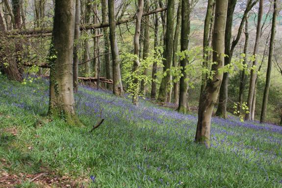 THP_Local's tweet photo. 10 glorious spring walks in #Dorset for all abilities: https://t.co/e84KxEqN6g #Dorsetlife #Localplaces #Springwalks https://t.co/Vty5Pj3n33