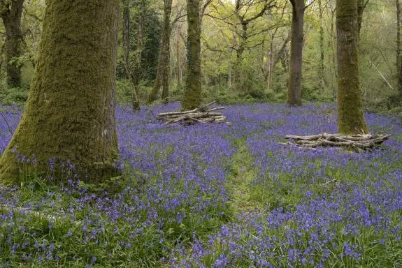 THP_Local's tweet photo. 10 glorious spring walks in #Dorset for all abilities: https://t.co/e84KxEqN6g #Dorsetlife #Localplaces #Springwalks https://t.co/Vty5Pj3n33