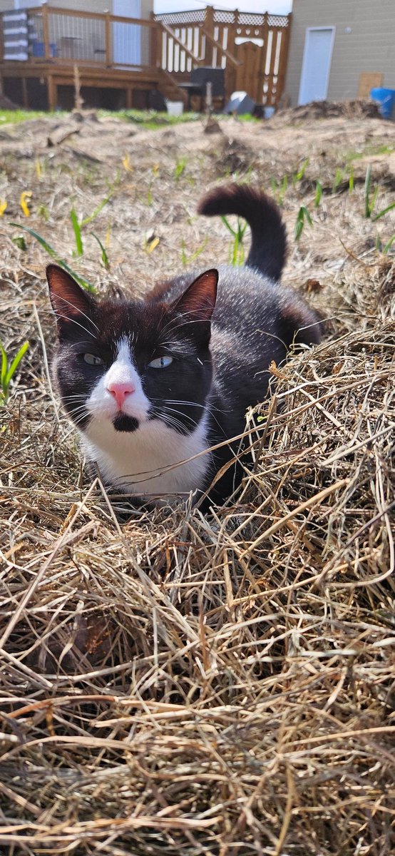 Superdoll92's tweet photo. Little Boop says Happy Caturda y'alls! 😸💛 #Caturday #Catniplife #Prideleader #catlove https://t.co/7pK227FINj
