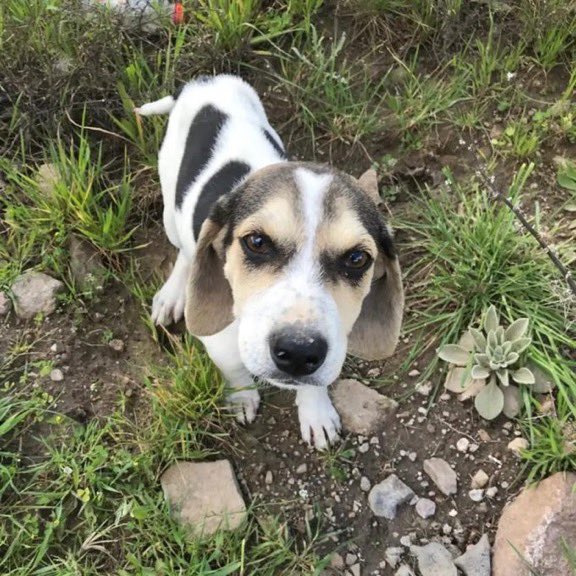 ❗ACİL YUVA ARIYORUZ❗
Dünya tatlısı sürmeli şirin kızımıza acil yuva arıyoruz. 
Yeni terk edilmiş, sokaklarda yaşayamaz!
Çanakkale / Ayvacık
İrtibat: 05327427724

<a href="/humaakusuu08/">mother of four cats</a>