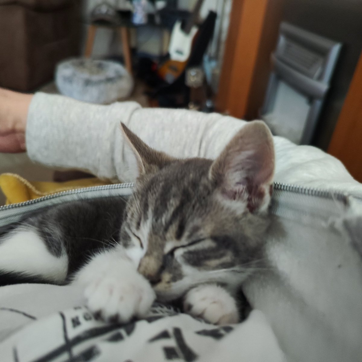 RJSissons's tweet photo. @trekkiebill Not sure these pocket kitties will catch on #Caturday https://t.co/1F0VSSJuoY