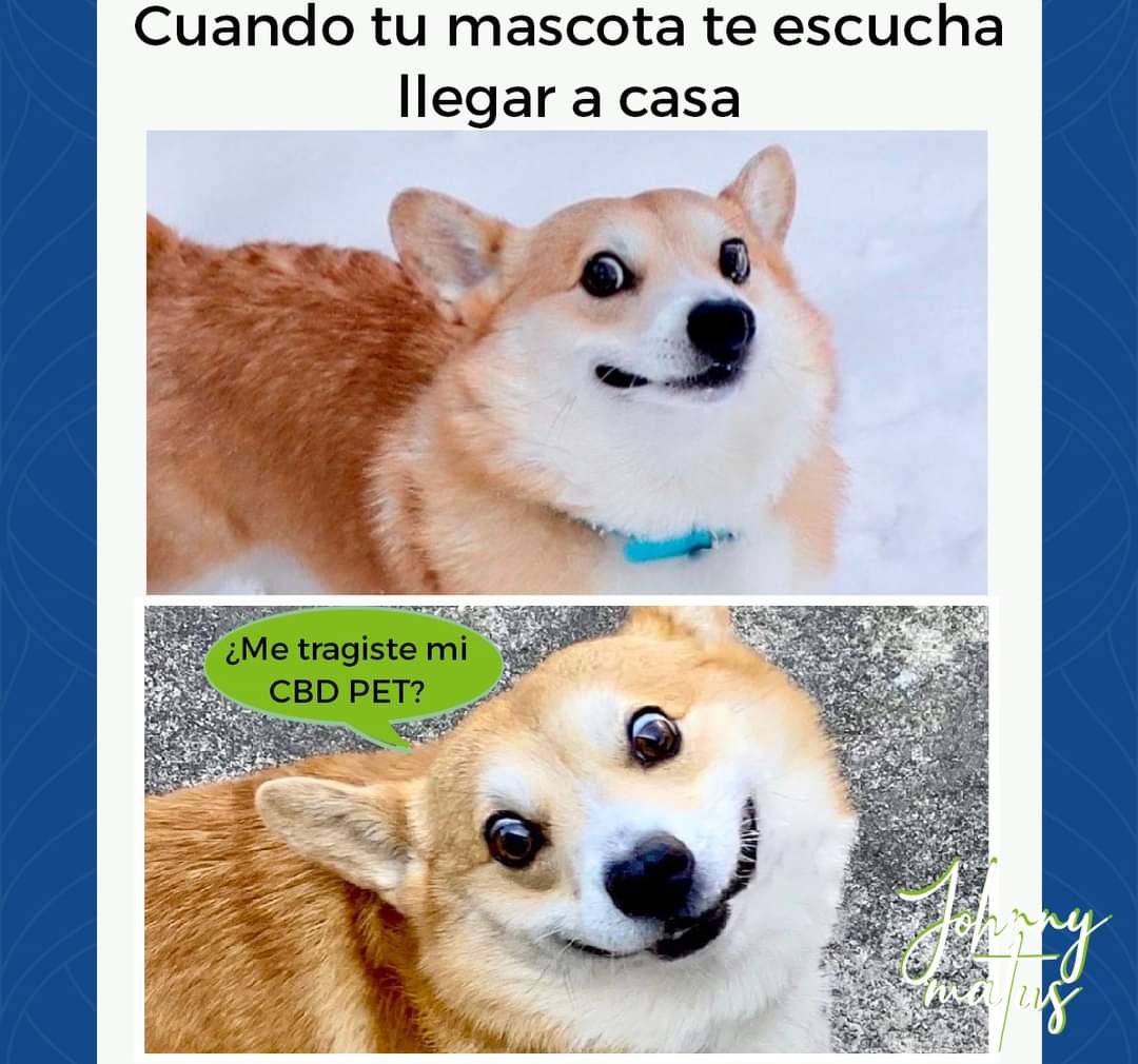 L_Boop's tweet photo. Para los consentidos de la casa. 🐶🐶🐶🥳🥳🥳
#CBD #CBDPET #cbdoil
#JohnnyMatus
https://t.co/zmHYgPzOqr https://t.co/L9EJAhGQNL