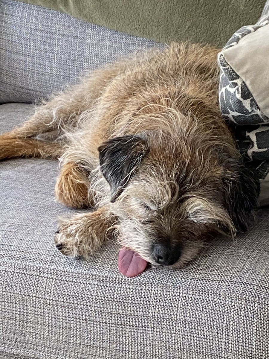Sheldon the Border Terrier tweet media