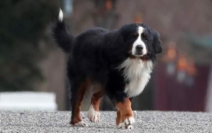 MADRADogRescue's tweet photo. Condolences to President and Mrs Higgins on the passing of Bród. The passing of a loved one is never easy and we know Bród was a very loved family member.

You served your country well Bród and will be missed!💙🐾💔😔

💔RIP Bród 💔 #RipBrod https://t.co/VNsVvbTu7c