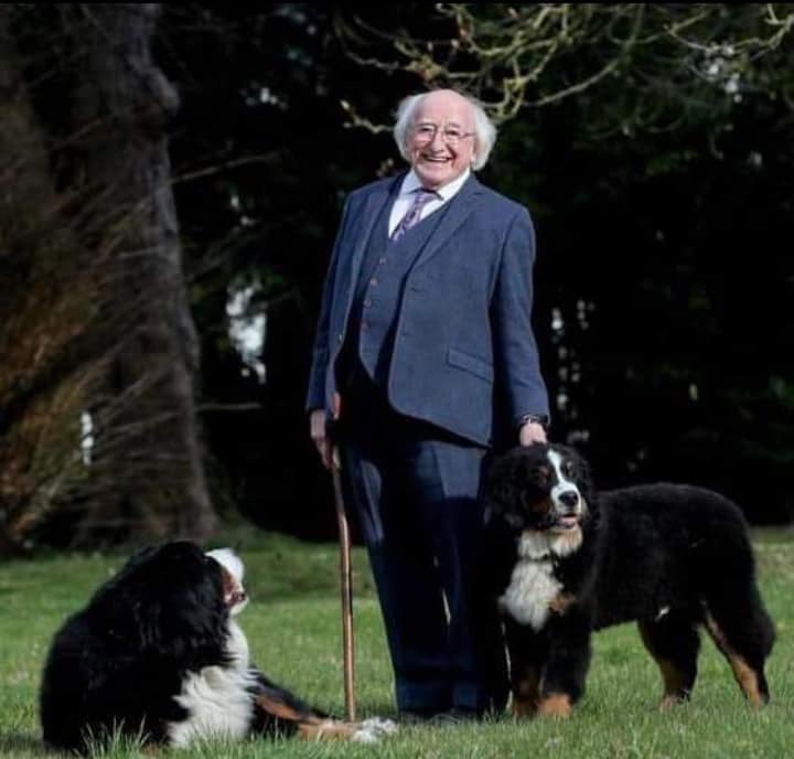 MADRADogRescue's tweet photo. Condolences to President and Mrs Higgins on the passing of Bród. The passing of a loved one is never easy and we know Bród was a very loved family member.

You served your country well Bród and will be missed!💙🐾💔😔

💔RIP Bród 💔 #RipBrod https://t.co/VNsVvbTu7c
