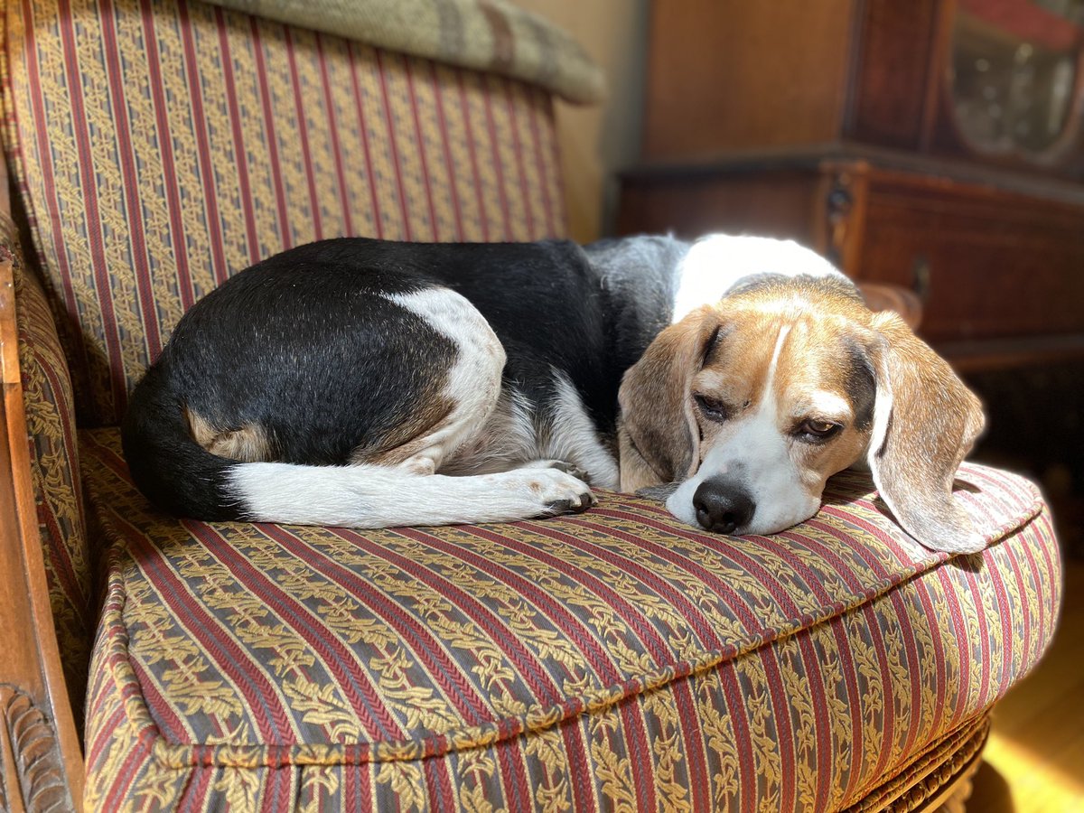 Happy National Beagle Day 🐶🎉to my Handsome Hank!!😍 He’s working on his Tan😆 @beaglefacts #NationalBeagleDay #beagles #BeagleDay #DogsofTwittter #mydogisthecutest