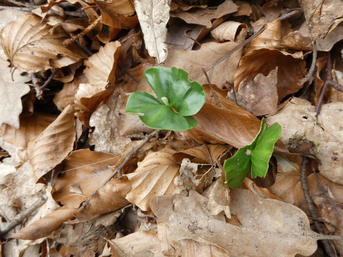 DrNiemitz's tweet photo. Wir alle kennen #Bucheckern. Und jetzt sieht man überall im Wald die Buchenkeime mit den beiden Keimblättern. Wenn man aufpasst, kann man sehen, wie sich der Keimling aus der Buckecker zwängt. Einen schönen Sonntag!
#Keimblatt #Buche #Rotbuche #Fagus #NaturePhotography https://t.co/aRjQeMMGLz