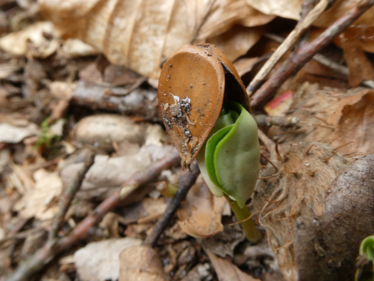 DrNiemitz's tweet photo. Wir alle kennen #Bucheckern. Und jetzt sieht man überall im Wald die Buchenkeime mit den beiden Keimblättern. Wenn man aufpasst, kann man sehen, wie sich der Keimling aus der Buckecker zwängt. Einen schönen Sonntag!
#Keimblatt #Buche #Rotbuche #Fagus #NaturePhotography https://t.co/aRjQeMMGLz