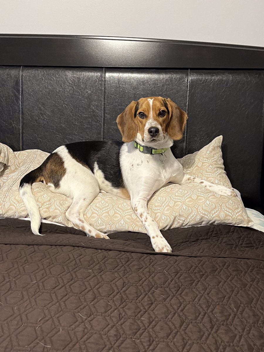 jocelyn_coombs's tweet photo. @thestanleypuph1 Happy Birthday from this guy and me!!!!🎉🎂🐾🐶🐾❤️ #NationalBeagleDay https://t.co/1LOnA9320Z