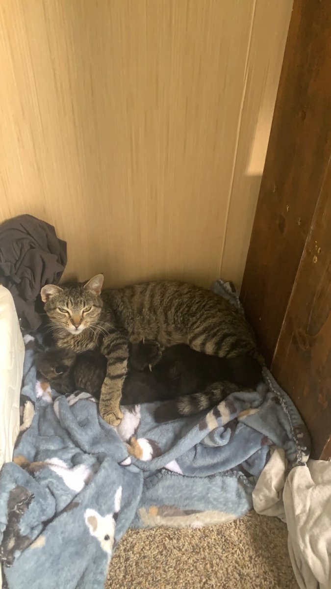Hard to tell since they are so young yet but I think we’ve got 3 boys and 1 girl. Kittens are growing and looking healthy! Good work momma