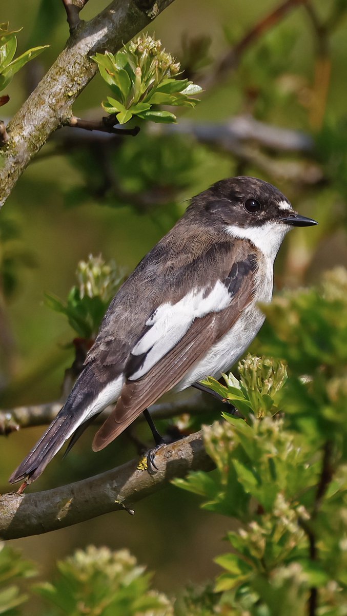 This apparent 1st summer, male, Pied Flycatcher, was another great find for @mcbuckland at Burnham Overy Dunes today and (I think) the first for Norfolk this year. A fascinating moult. Please feel free to comment… #everydaysaschoolday