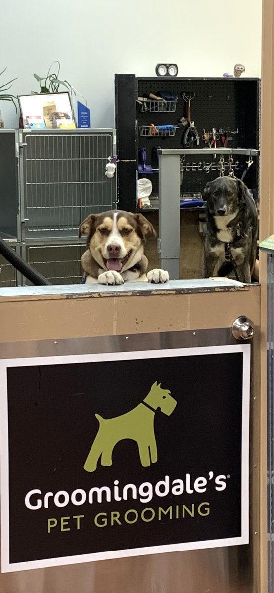 Nova: Time for ToeThefts! Whisky is here also…
#dogsoftwitter #AdoptDontShop