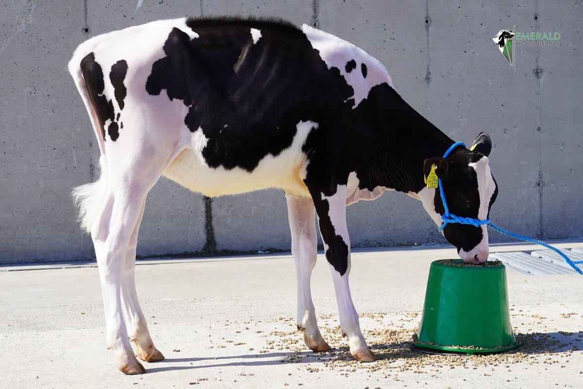 Emerald Praser Laurie - VH Praser daughter <a href="/eurogeneai/">Eurogene</a> 

EBI - €164

Lot 15 timed online auction Apr 28th - May 1st

livedenisbarrett.com/servlet/Search…