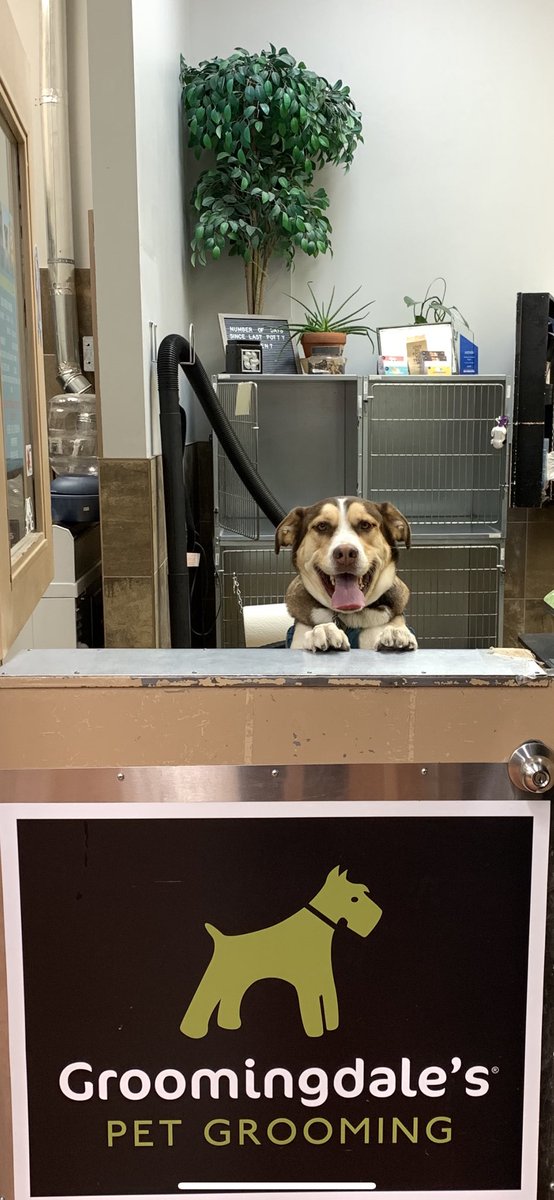 Nova: HI! How may I help you?
#SuperNova #dogsoftwitter #AdoptDontShop #toethefts