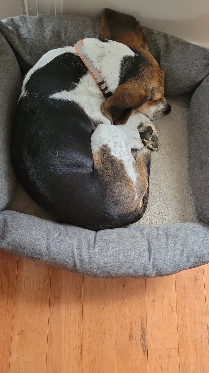 jak598's tweet photo. @beaglefacts #NationalBeagleDay requires an extra nap! https://t.co/bHTDxqYhzh